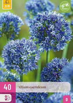 X 40 ALLIUM CAERULEUM 4/5