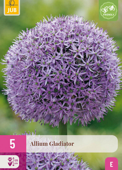 X   5 ALLIUM GLADIATOR 16/18