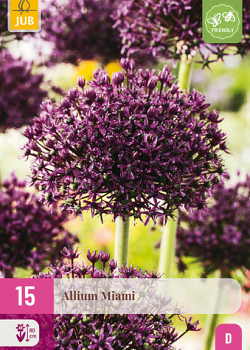 X 15 ALLIUM MIAMI 10/+