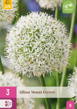 X   3 ALLIUM MOUNT EVEREST 16/18