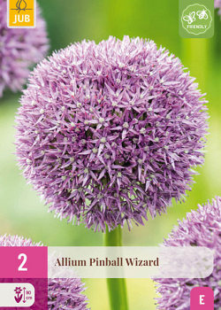 X   2 ALLIUM PINBALL WIZARD 18/20