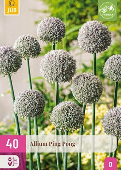 X 40 ALLIUM PING PONG 6/+