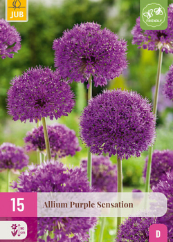 X 15 ALLIUM PURPLE SENSATION 10/12