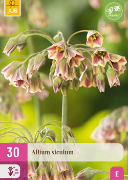 X 30 ALLIUM SICULUM 8/10