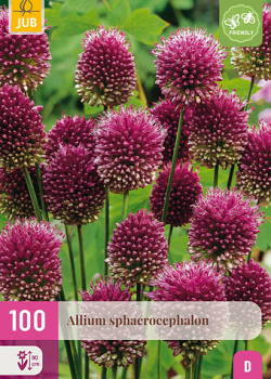 X 100 ALLIUM SPHAEROCEPHALON 5/6