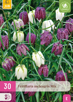 X 30 FRITILLARIA MELEAGRIS MIX 6/7