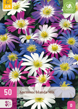 X 50 ANEMONE BLANDA MIX 4/5