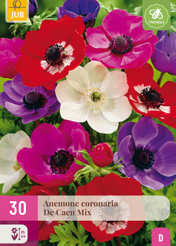 X 30 ANEMONE DE CAEN MIX   5/6