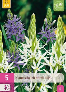 X   5 CAMASSIA LEICHTLINII MIX 12/14