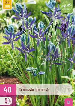 X 40 CAMASSIA QUAMASH 6/+