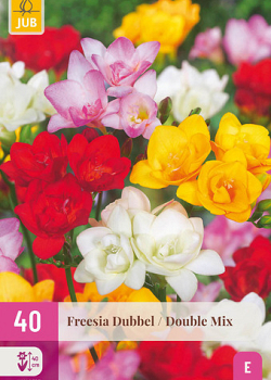 X 40 FREESIA DUBBEL MIX 5/+