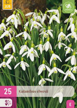 X 25 GALANTHUS ELWESII 5/6