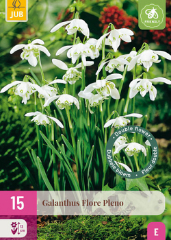 X 15 GALANTHUS FLORE PLENO 5/+