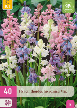 X 40 HYACINTHOIDES HISPANICA MIX 7/8