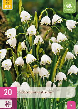 X 20 LEUCOJUM AESTIVUM 8/9