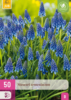 X 50 MUSCARI ARMENIACUM 8/9