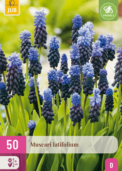 X 50 MUSCARI LATIFOLIUM 5/6