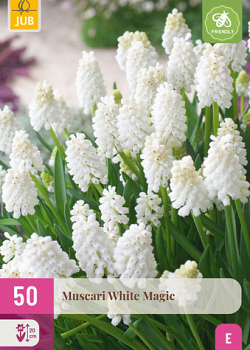 X 50 MUSCARI WHITE MAGIC 6/7