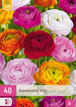 X 40 RANUNCULUS MIX  5/6