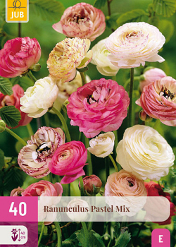 X 40 RANUNCULUS PASTEL MIX  VJ-NJ 5/6