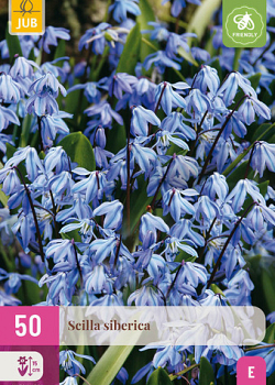 X 50 SCILLA SIBERICA 7/8
