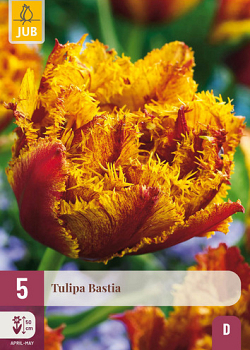 X   5 TULIPA BASTIA 12/+
