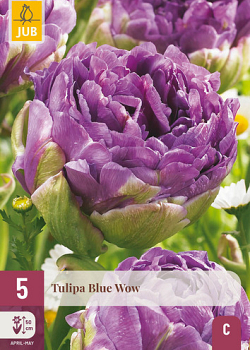X   5 TULIPA BLUE WOW 12/+