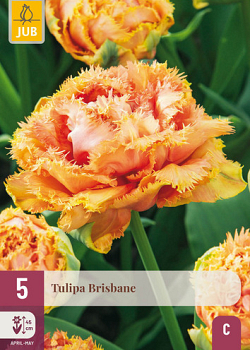 X   5 TULIPA BRISBANE 11/12
