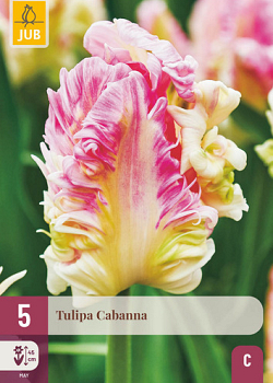 X   5 TULIPA CABANNA 12/+