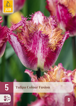 X   5 TULIPA COLOUR FUSION 12/+