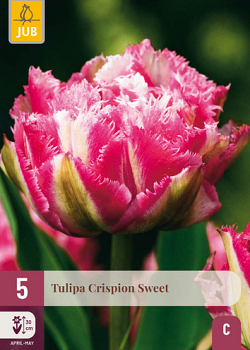 X   5 TULIPA CRISPION SWEET 12/+