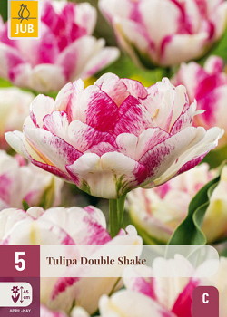 X   5 TULIPA DOUBLE SHAKE 11/12