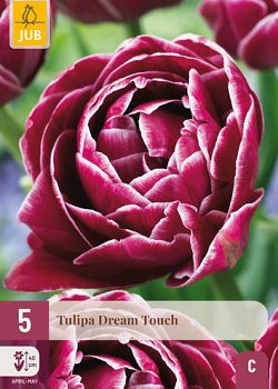 X   5 TULIPA DREAM TOUCH 11/12