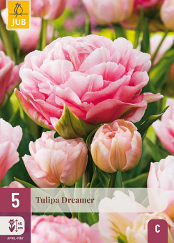 X   5 TULIPA DREAMER 11/12