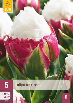 X   5 TULIPA ICE CREAM 11/12