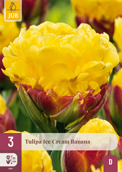 X   3 TULIPA ICE CREAM BANANA 11/12