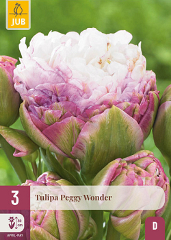X   3 TULIPA PEGGY WONDER 11/12