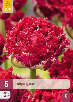 X   5 TULIPA QATAR 12/+