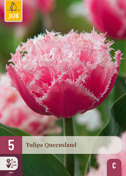 X   5 TULIPA QUEENSLAND 11/12