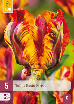 X   5 TULIPA RASTA PARROT 12/+