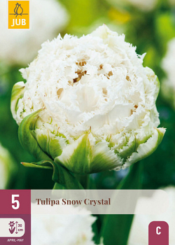 X   5 TULIPA SNOW CRYSTAL 11/12