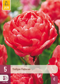 X   5 TULIPA TAIWAN 11/12