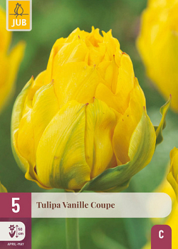 X   5 TULIPA VANILLE COUPE 12/+