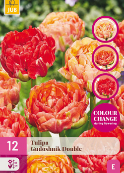 X 12 TULIPA GUDOSHNIK DOUBLE 11/12
