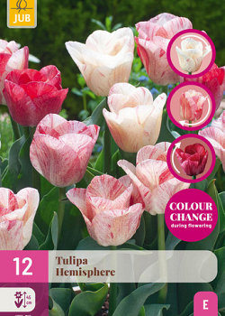X 12 TULIPA HEMISPHERE 11/12
