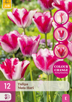 X 12 TULIPA MATA HARI 11/12