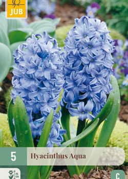 X   5 HYACINTHUS AQUA 15/16