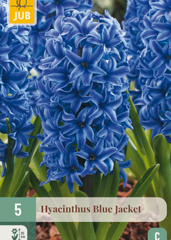 X   5 HYACINTHUS BLUE JACKET 15/16