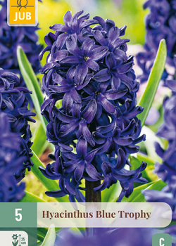 X   5 HYACINTHUS BLUE TROPHY 15/16
