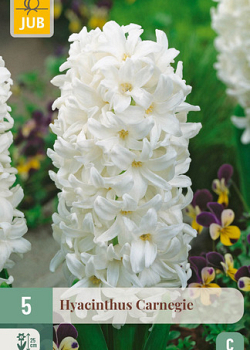 X   5 HYACINTHUS CARNEGIE 15/16